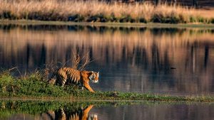 Sundarbans