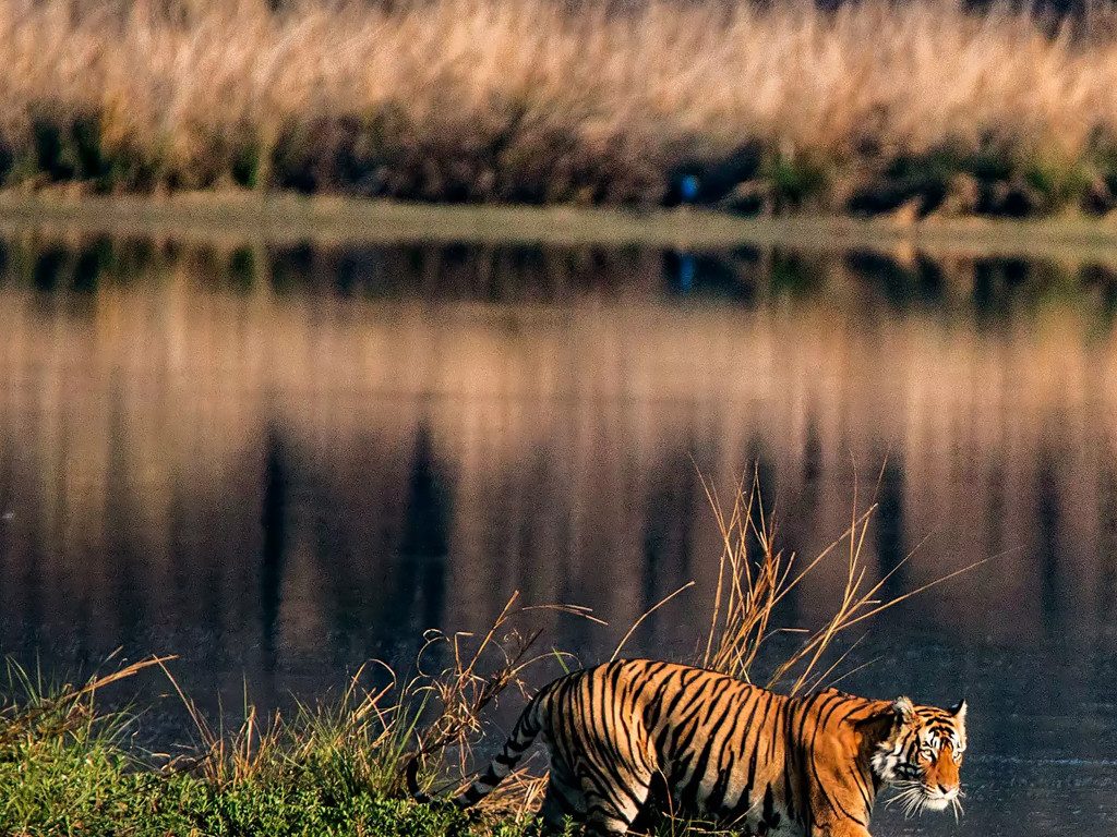 Sundarbans
