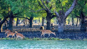 Sundarbans