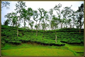 Srimangal Tour Package