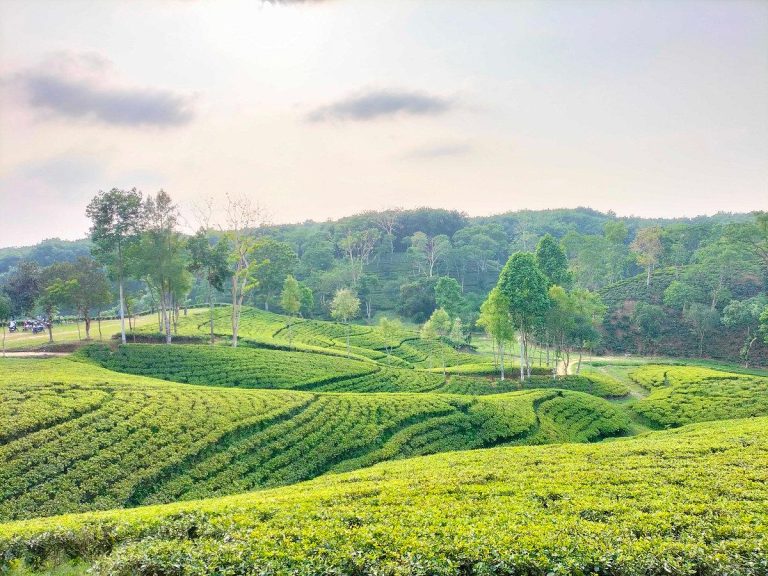 Srimangal tour packages